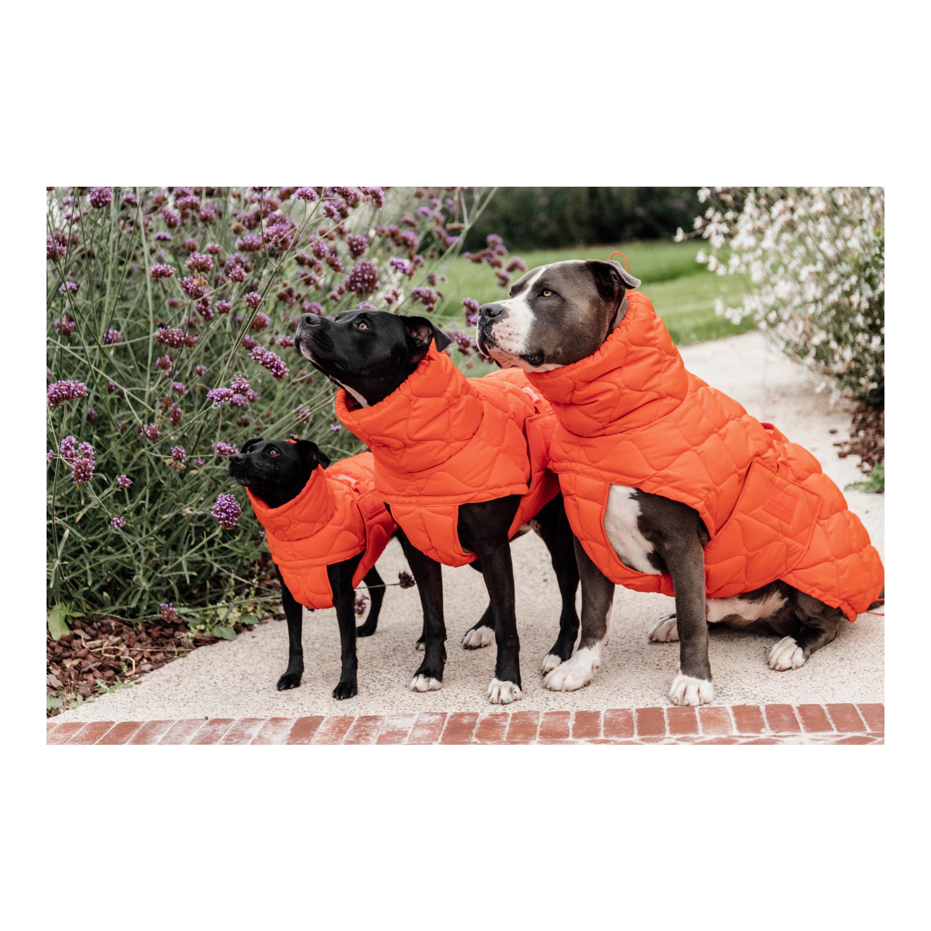 Kentucky Dogwear Manteau pour chien Pina - 160 g