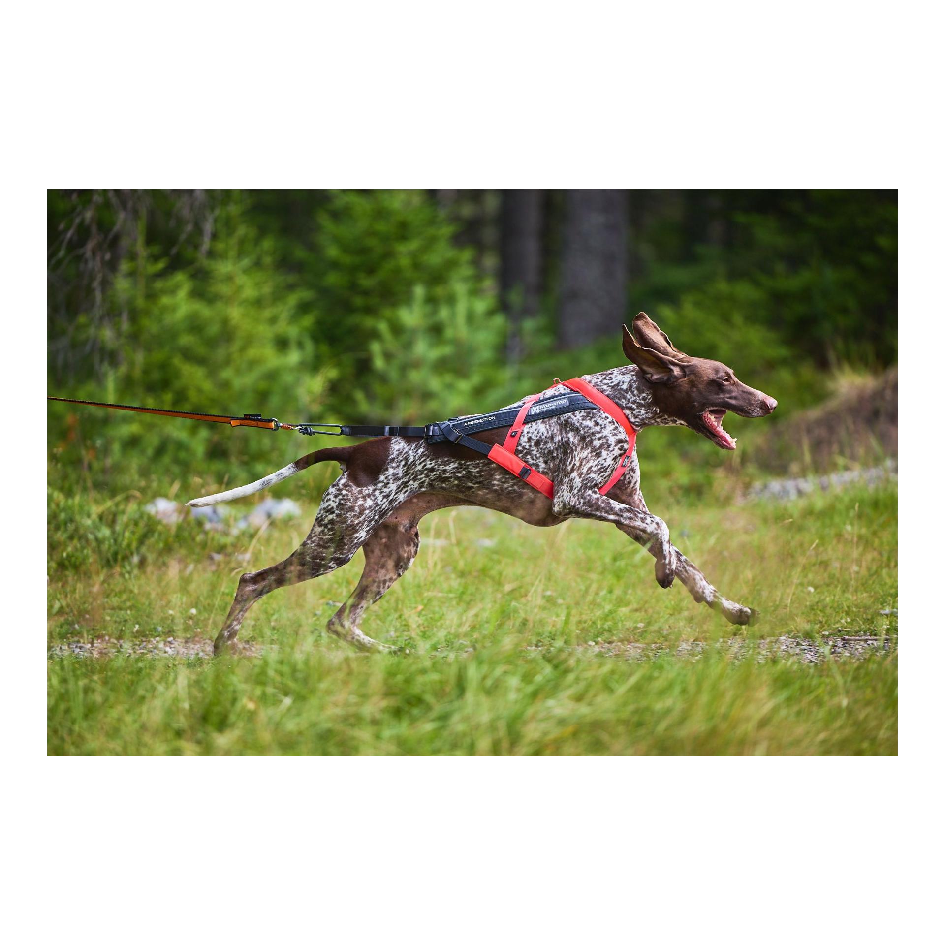 Non-stop Dogwear Harnais Freemotion Harness 5.0