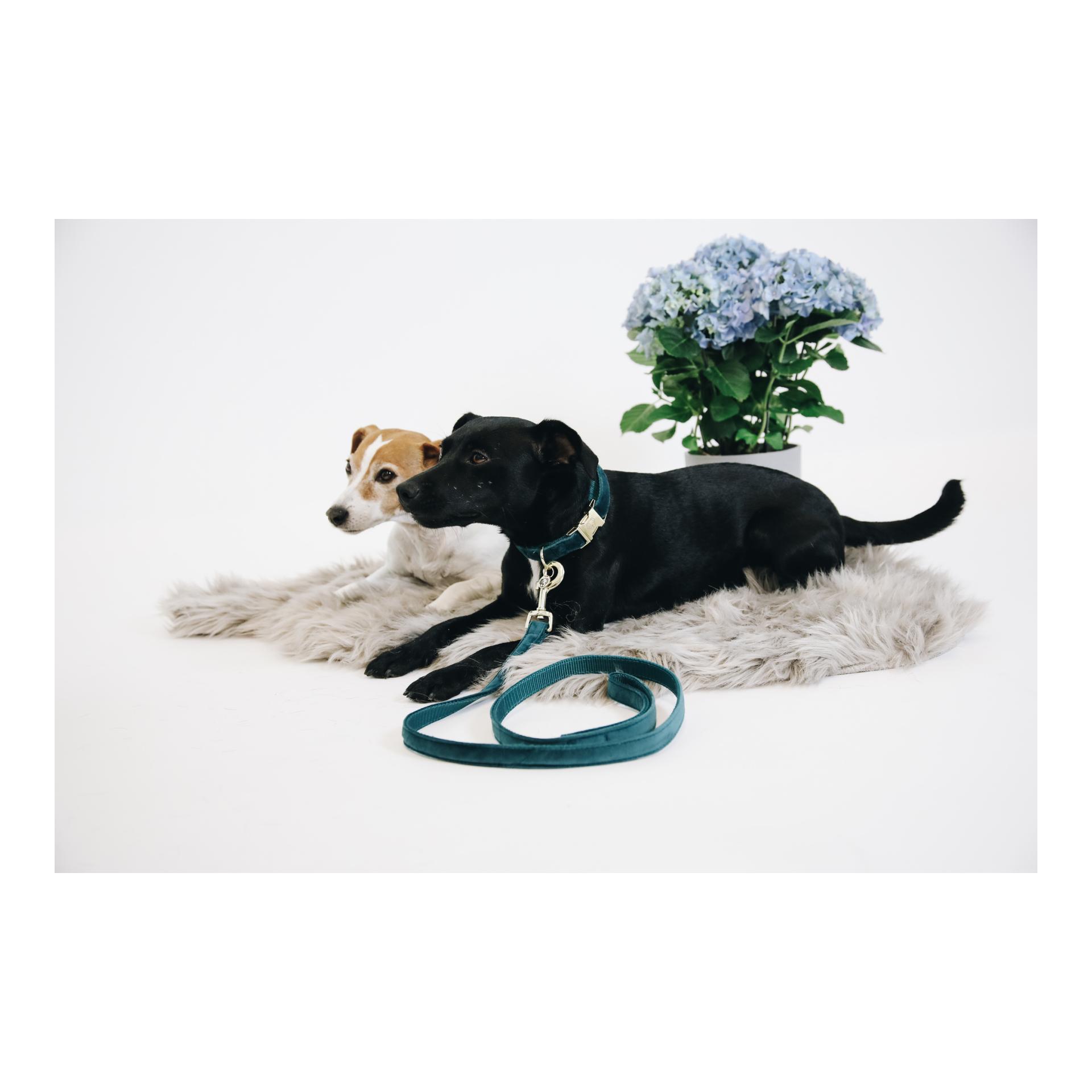Kentucky Dogwear Laisse pour chien Velvet - emerald