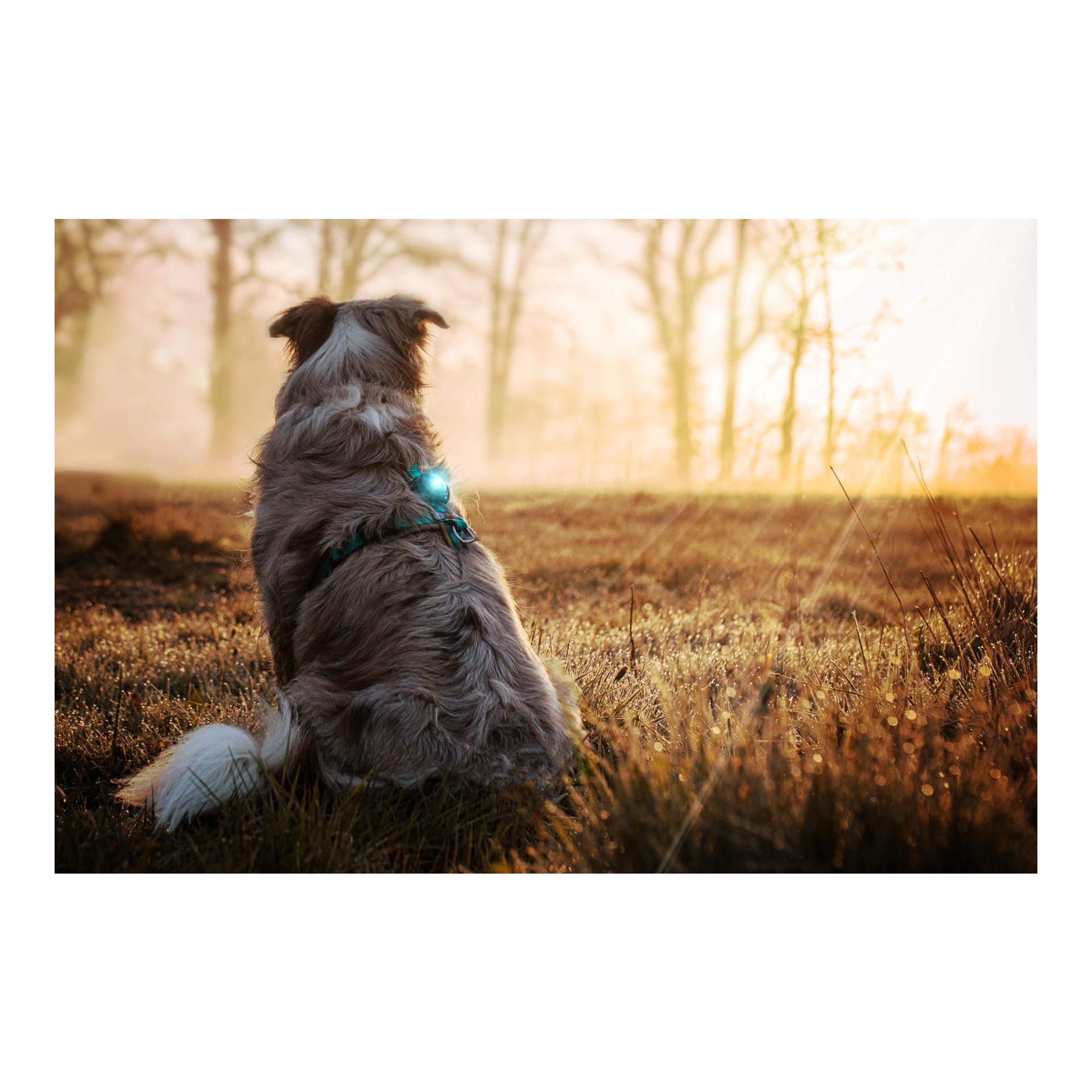 Orbiloc Safety Light Orbiloc Dog Dual - türkis