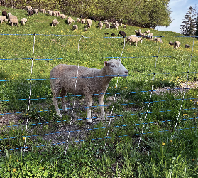 Weidenetze_250x279
