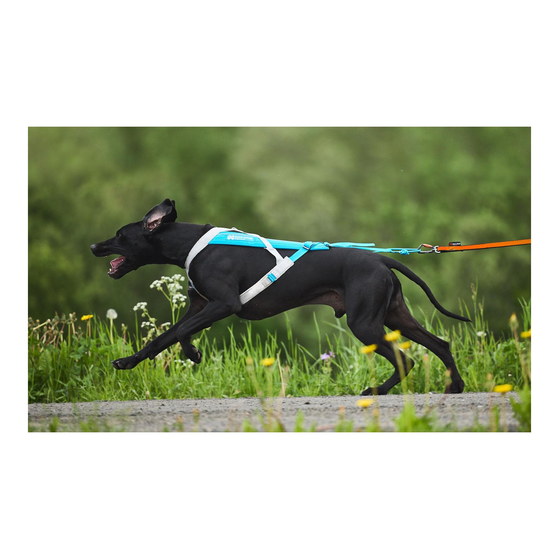 Non-stop Dogwear Zuggeschirr Freemotion Harness 5.0