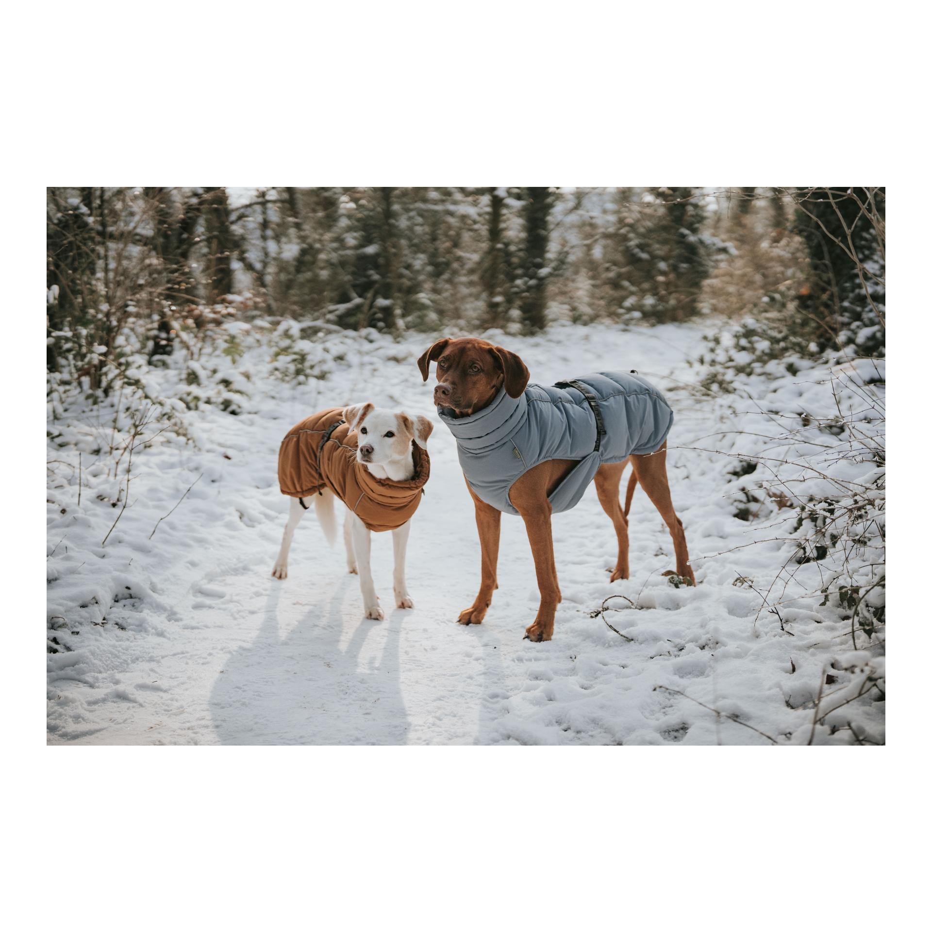 Hunter Manteau pour chien Paxson
