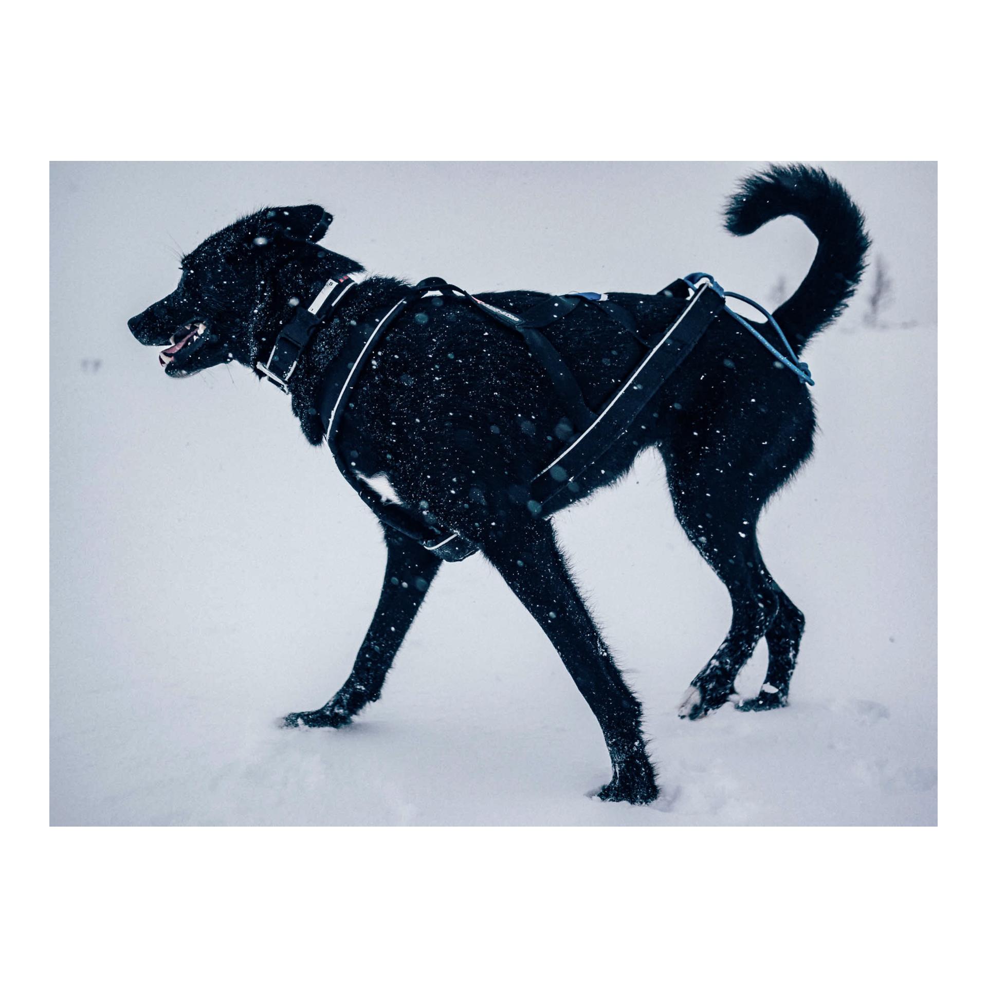 Non-stop Dogwear Collier polaire