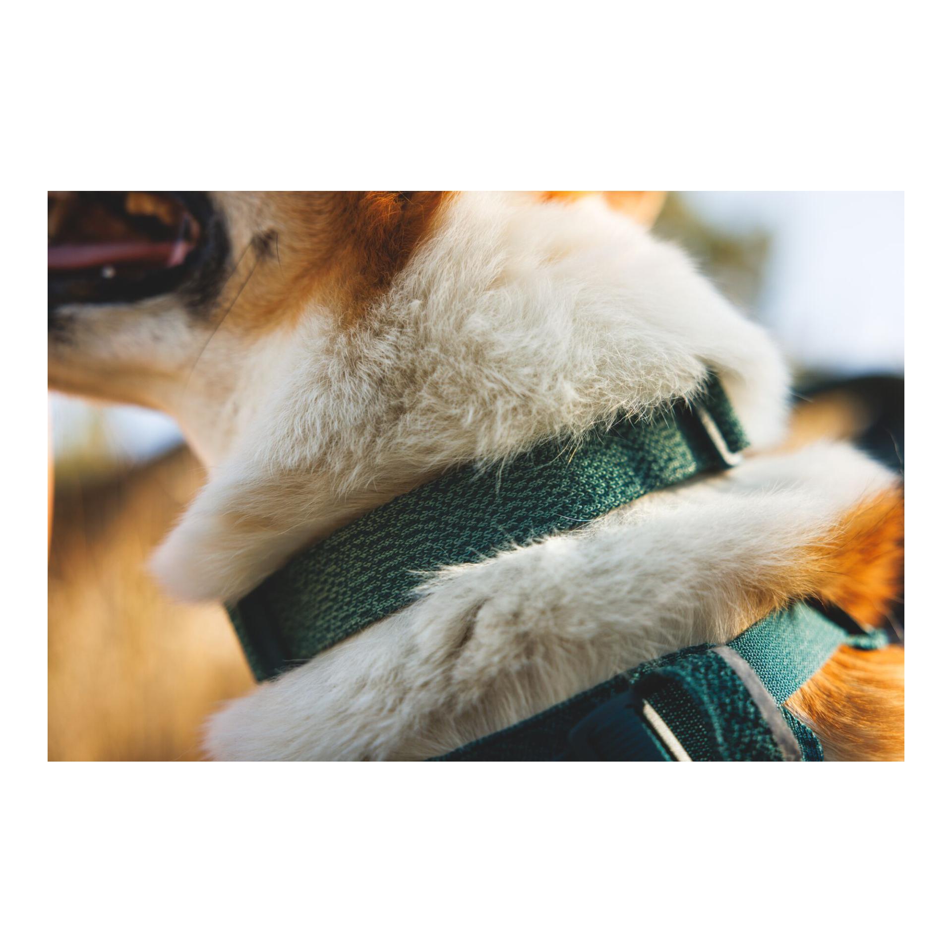 Ruffwear Collier pour chien Front Range™ Flex