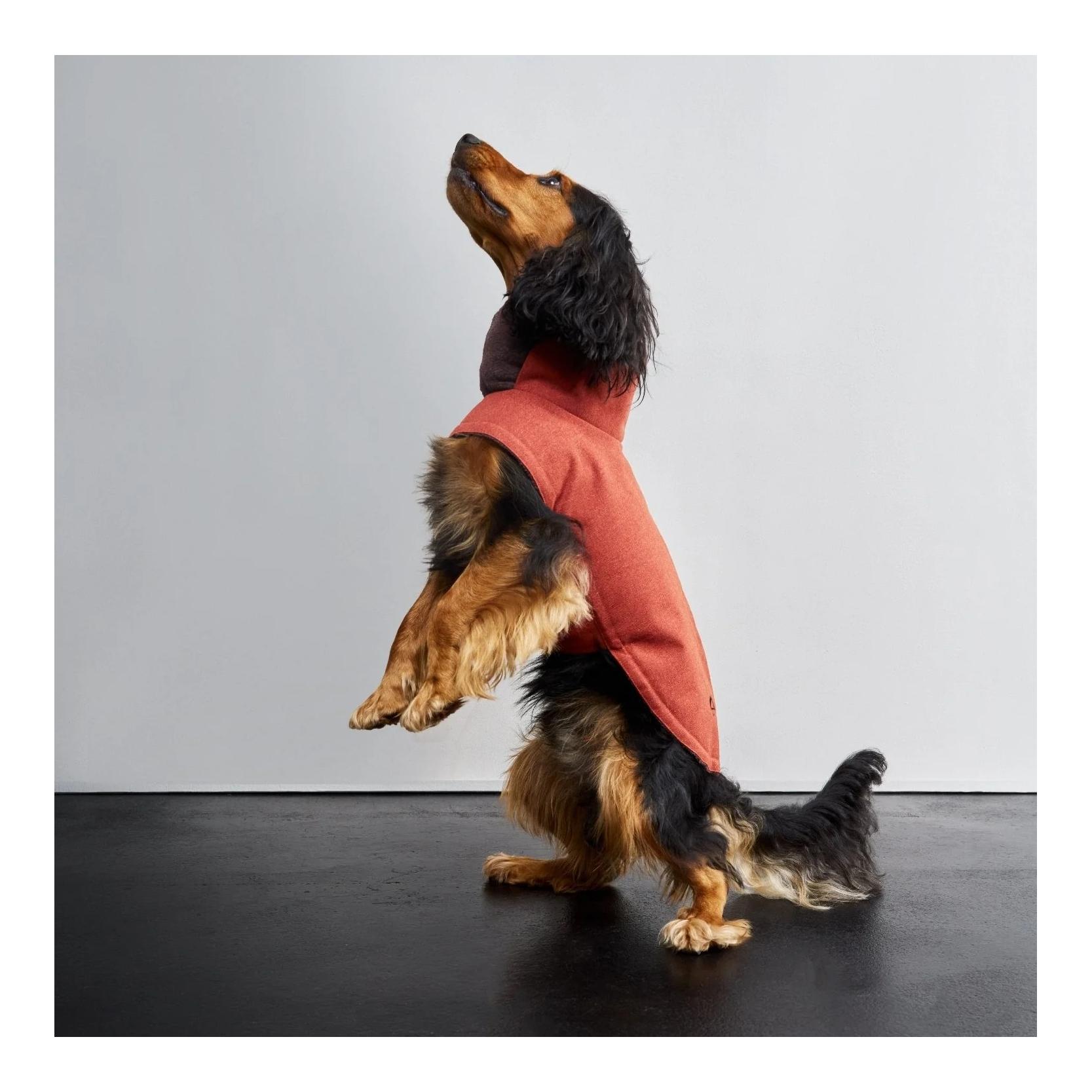 Cloud 7 Manteau d'hiver pour chien Brooklyn Regular