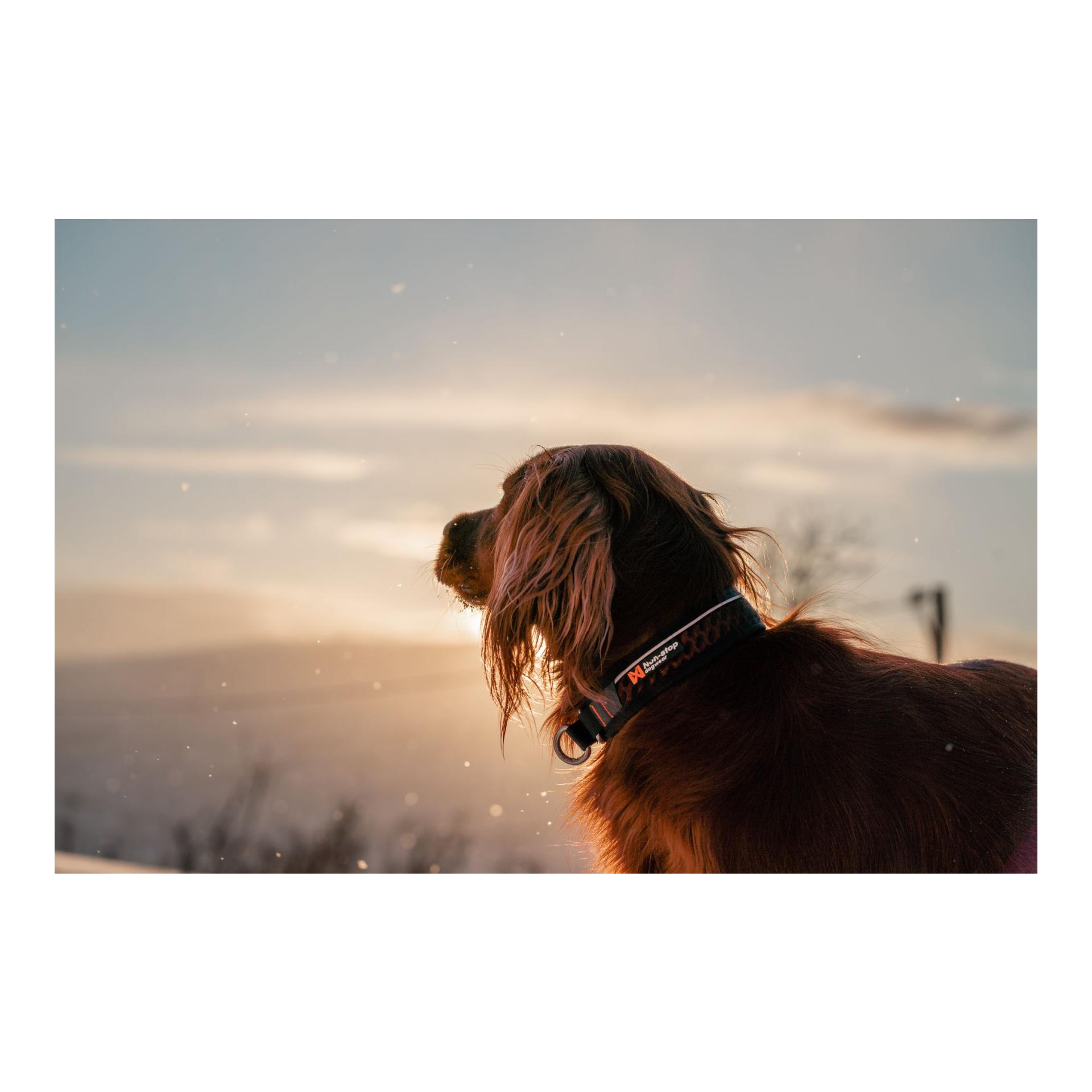 Non-stop Dogwear Collier Rock