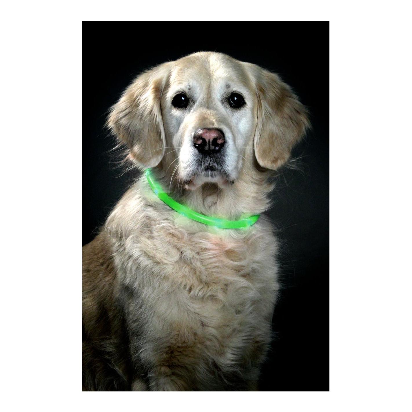 TRIXIE Visio Light LED, Leuchtschlauch - grün