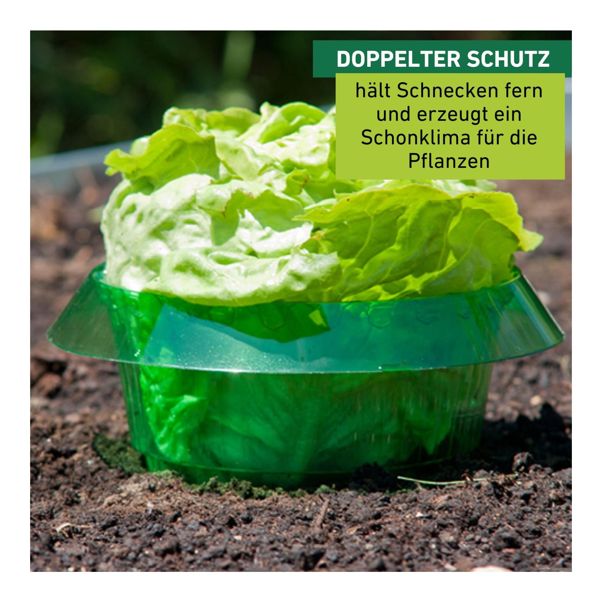 Windhager Anneau anti-limaces - vert transparent
