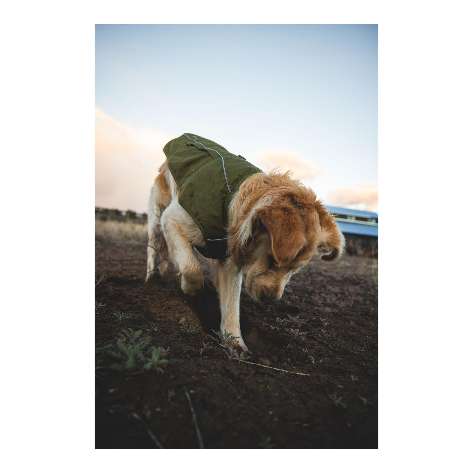 Ruffwear Gilet matelassé pour chien Overcoat Fuse™