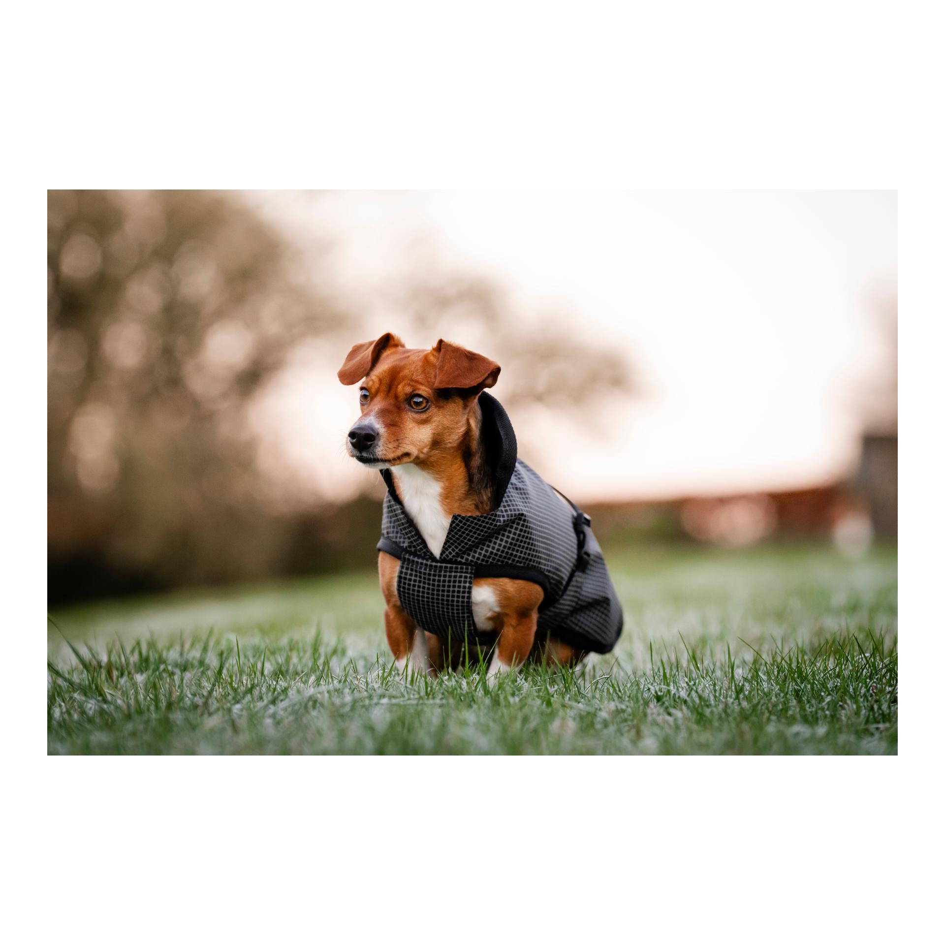 Bucas Manteau pour chien Reflectglow