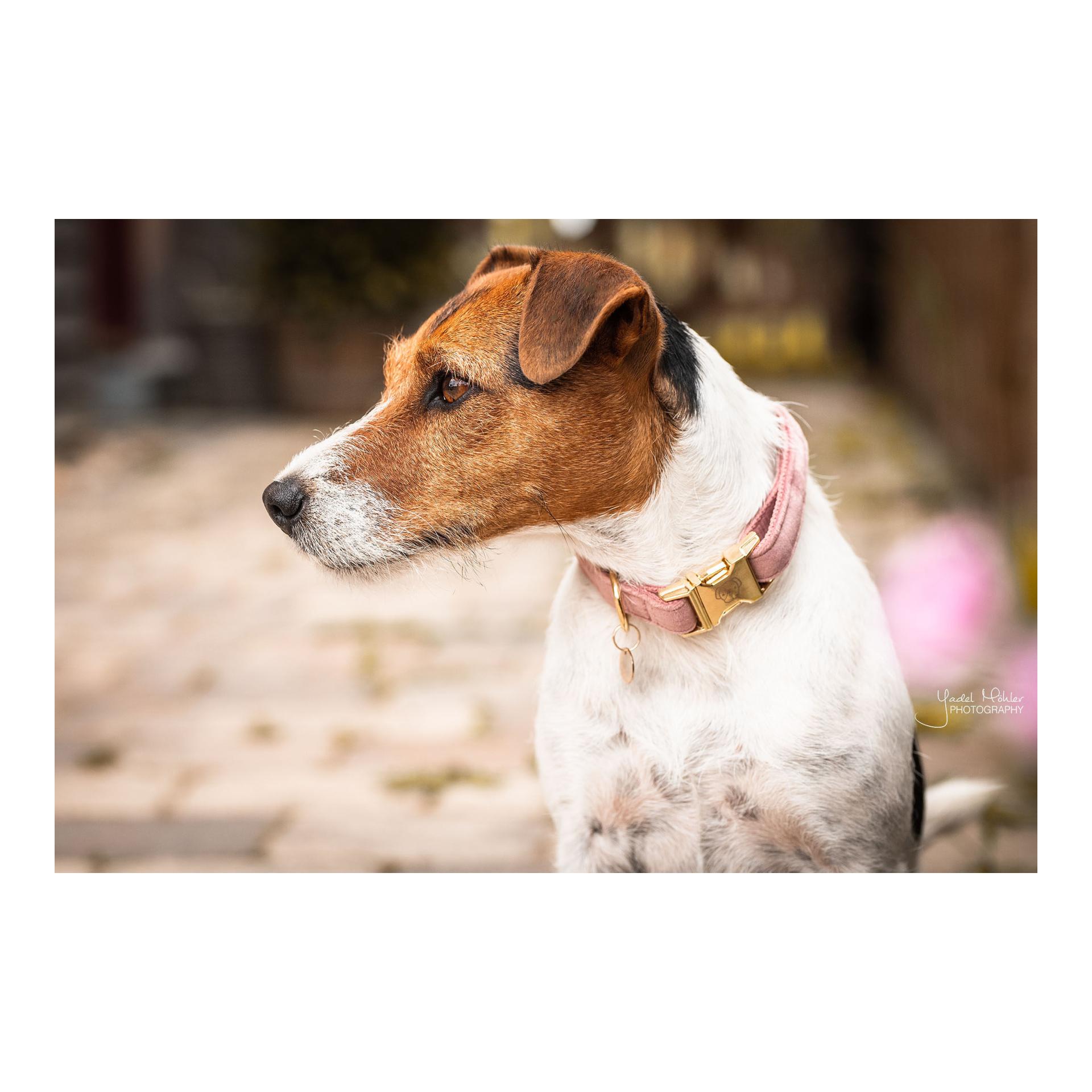Kentucky Dogwear Collier pour chien velours - vieux rose