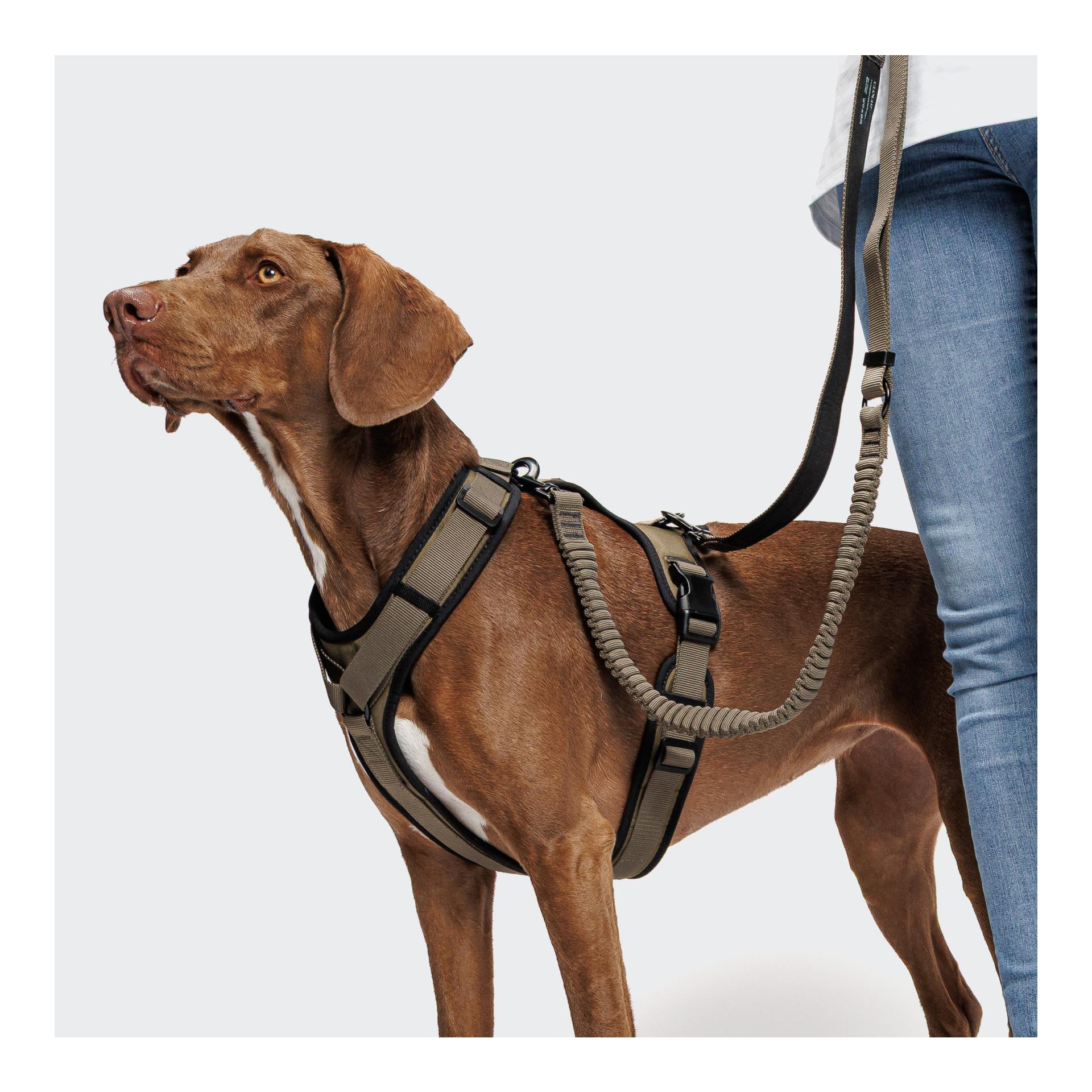 Cloud 7 Y-3-Hundegeschirr